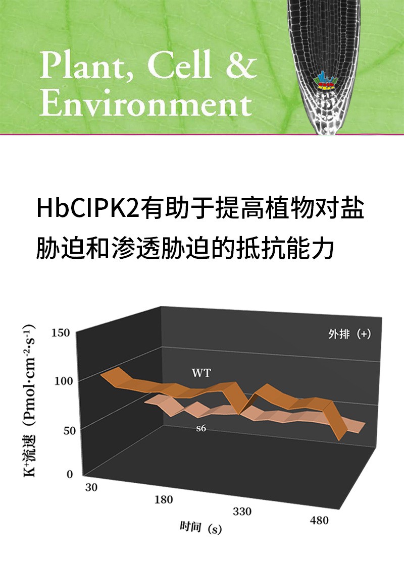 HbCIPK2有助于提高植物对盐胁迫和渗透胁迫的抵抗能力
