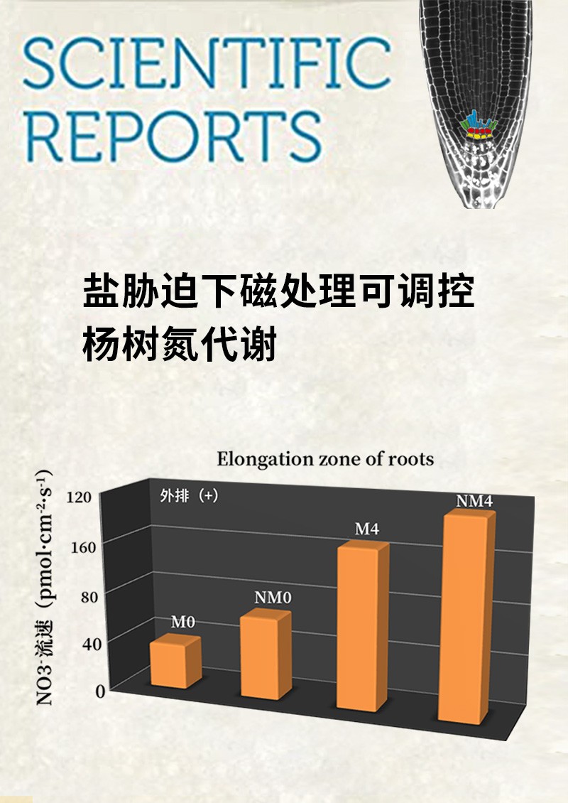 盐胁迫下磁处理可调控杨树氮代谢
